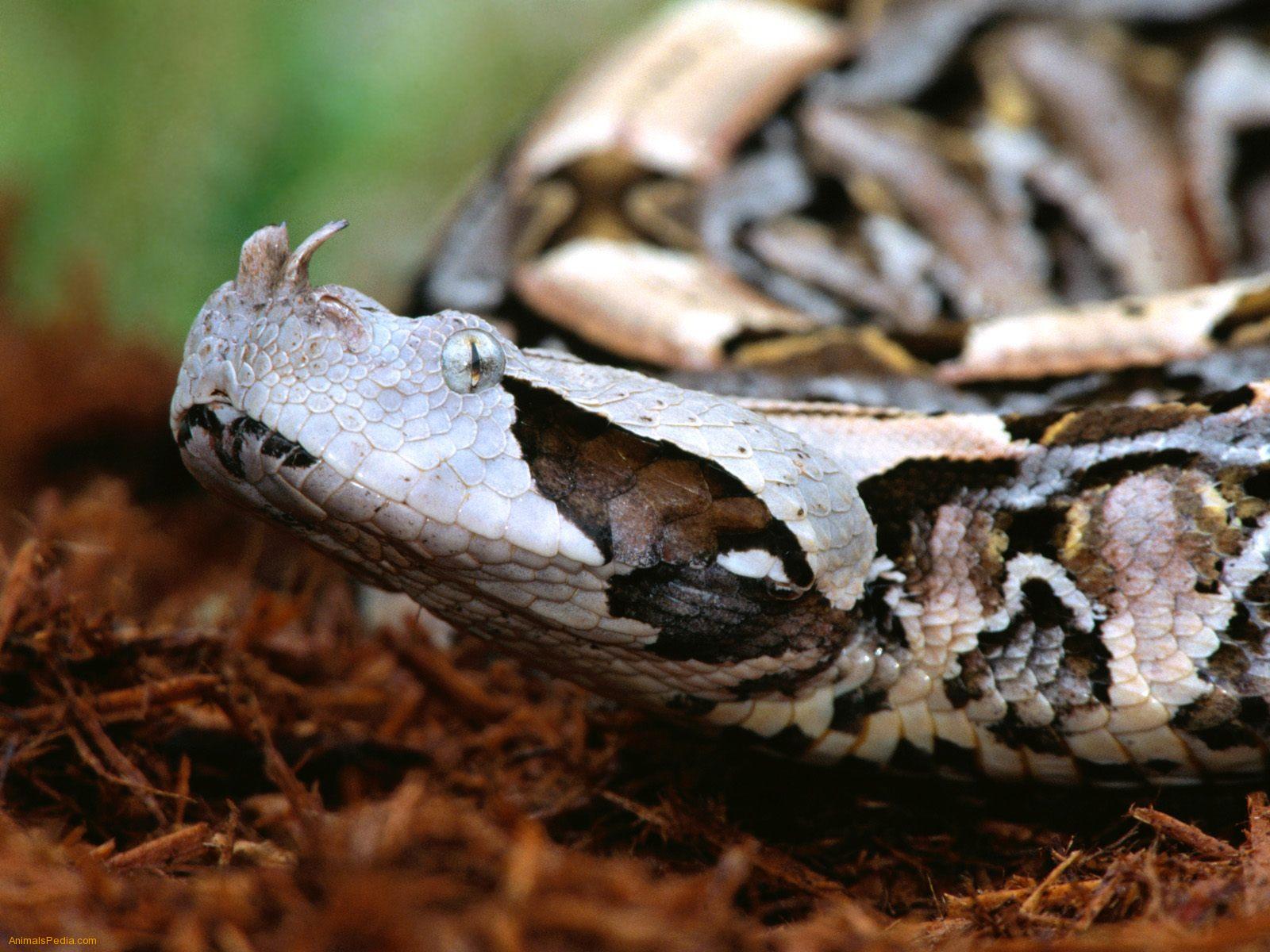 The Gaboon Viper Of Africa Is An Old World And Lacks Heat