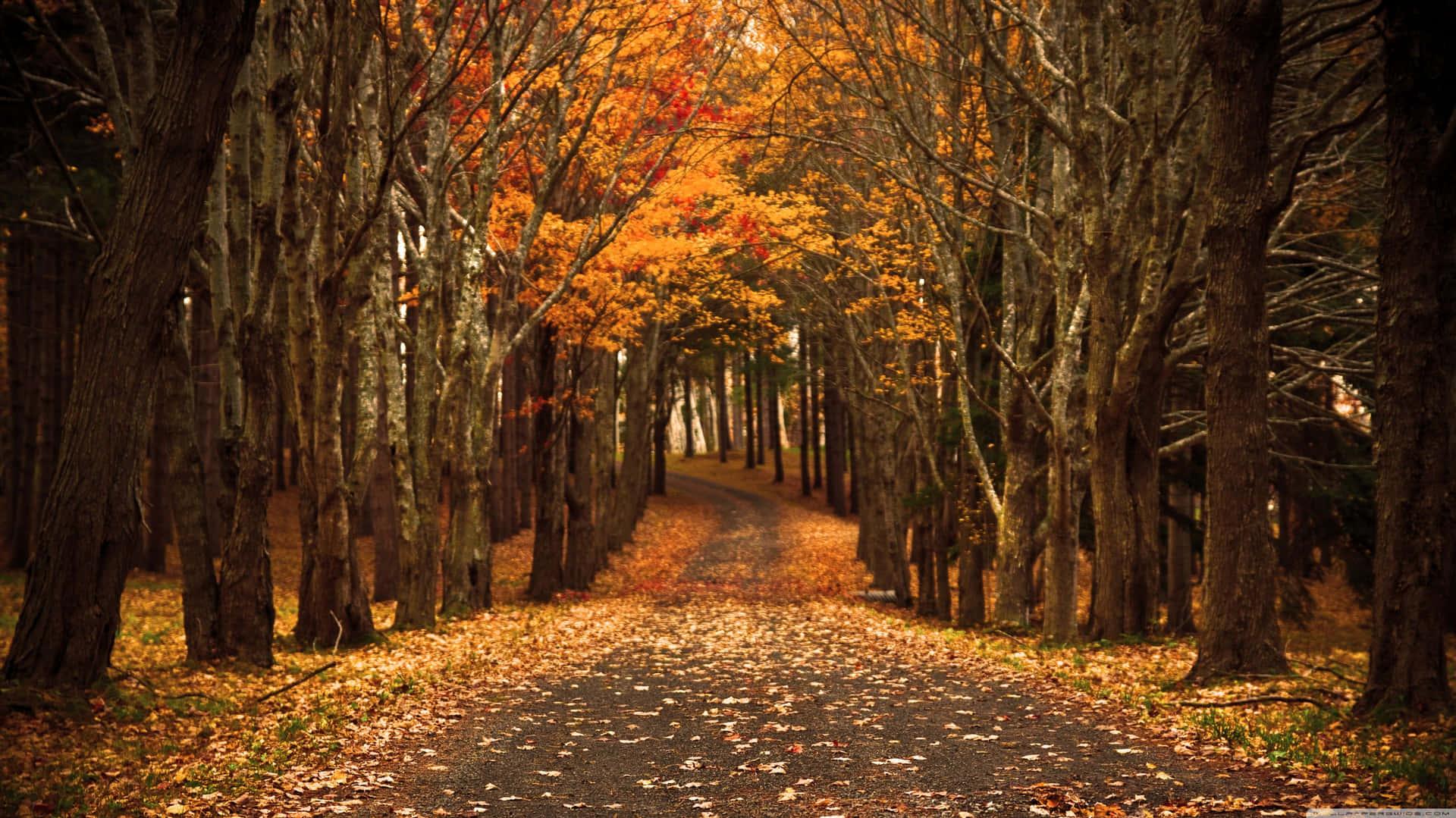 Take In The Beauty Of Nature This Fall Wallpaper