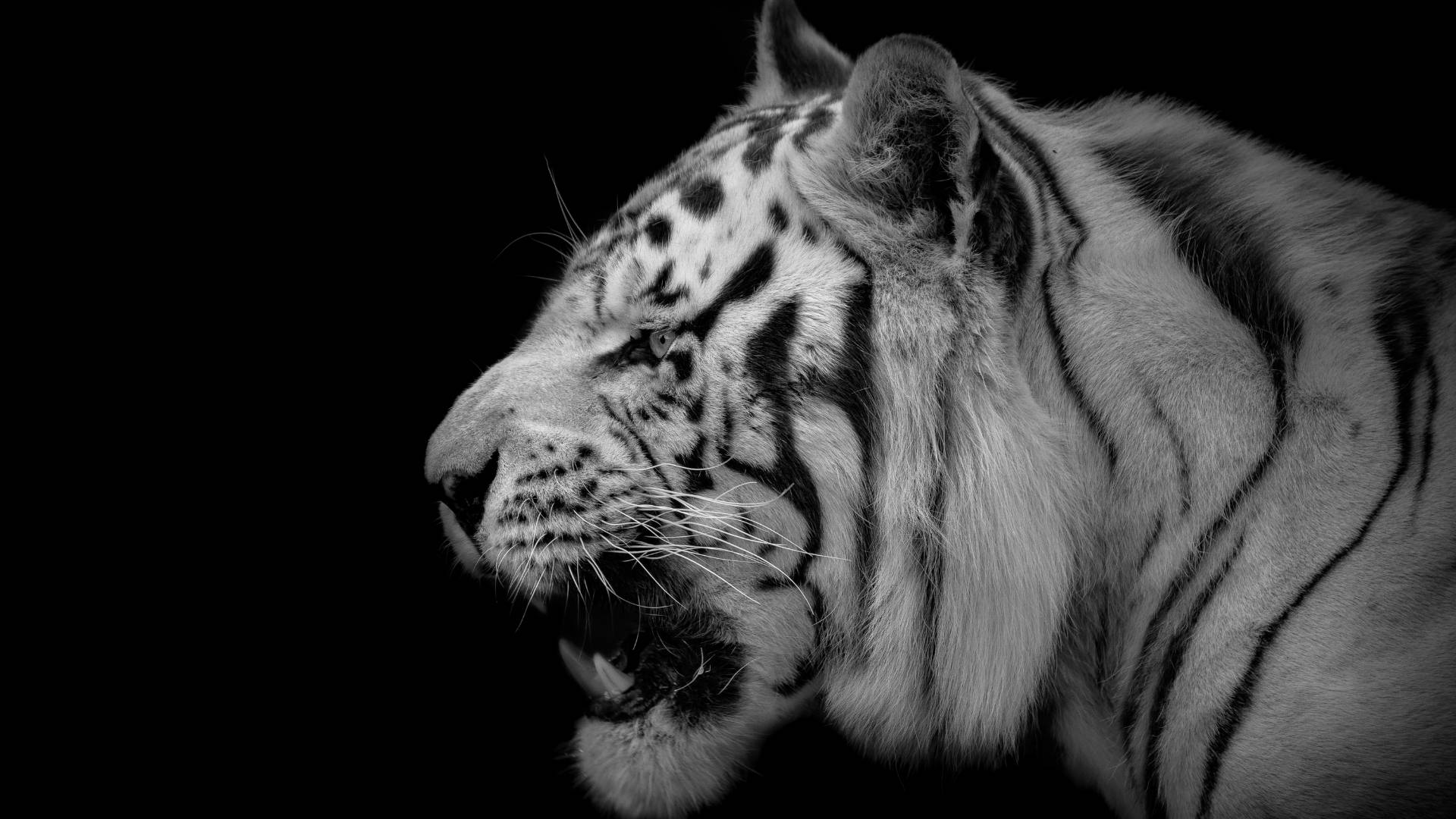 Tiger iPhone Wallpaper