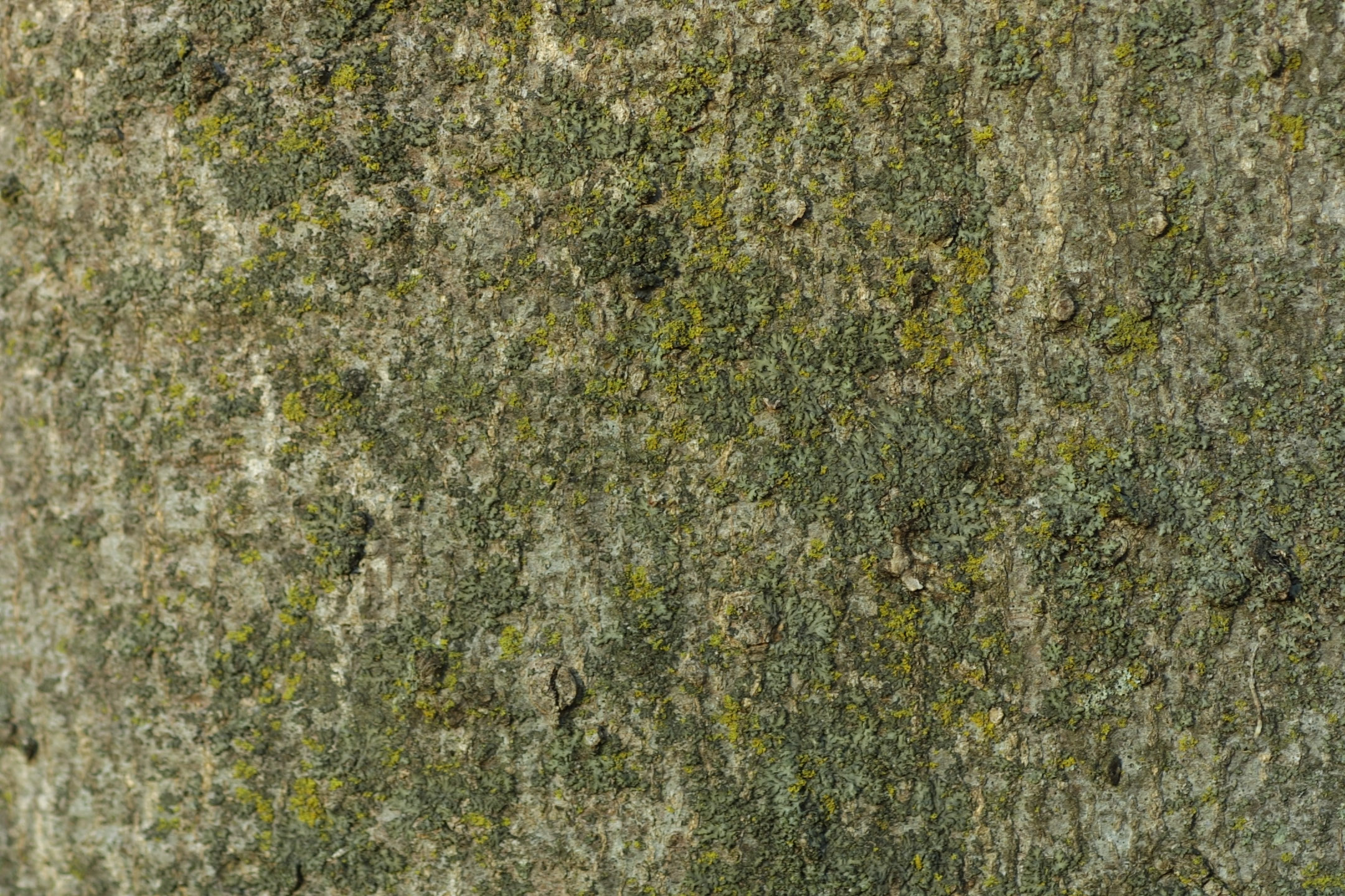 Library Of High Resolution Textures