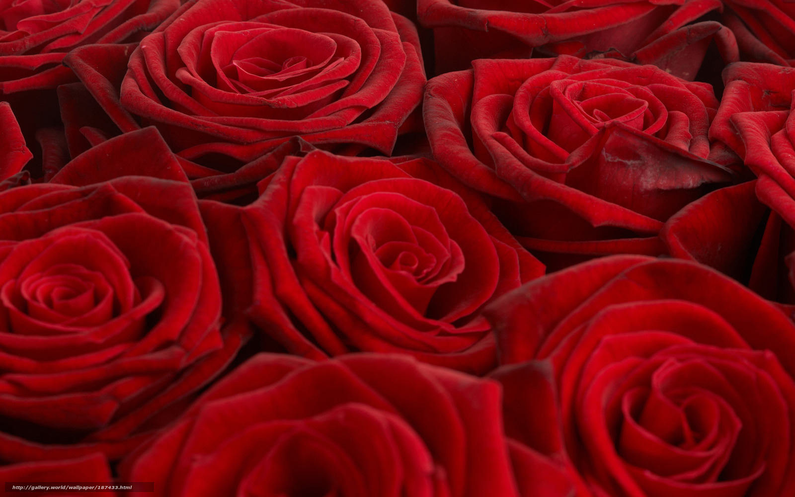 Tlcharger Fond D Ecran Roses Rouge Bouquet Papier Peint