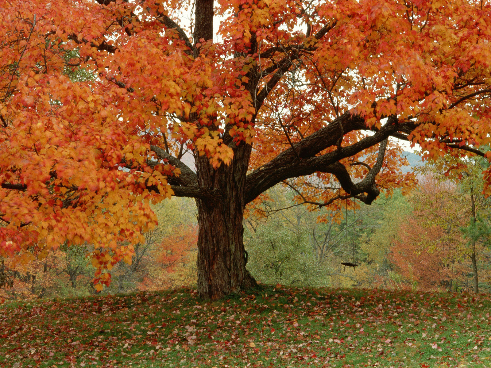3d Fall Foliage Nature Wallpaper Desktop