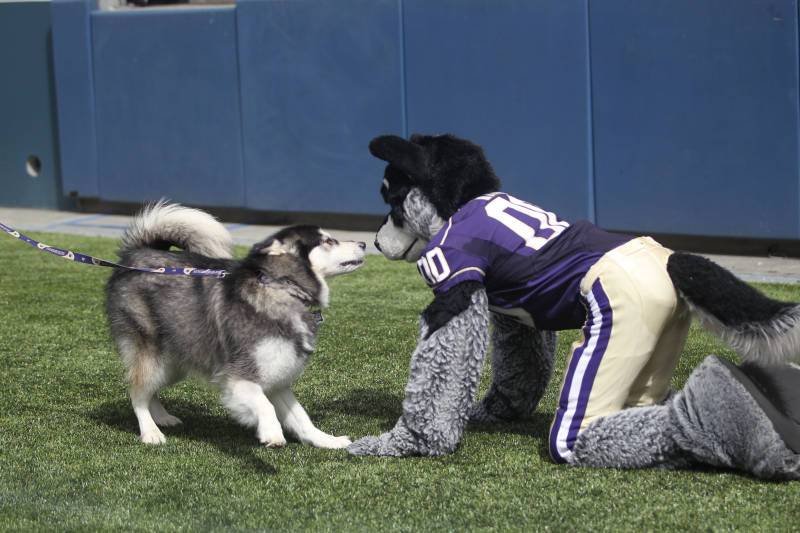 Husky Mascot Dubs And Harry The University Of Washington