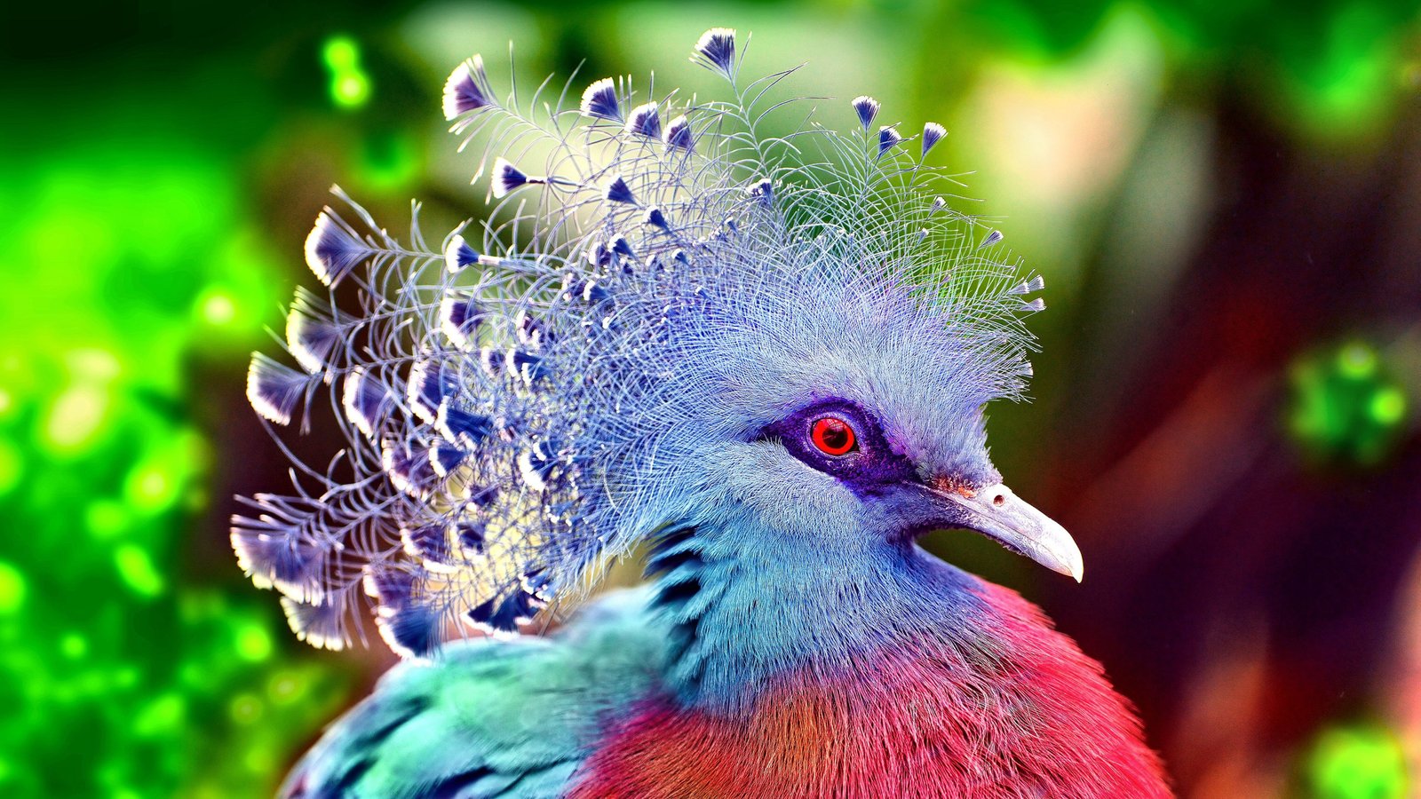 Victoria Crowned Pigeon The Most Beautiful Birds In World With Wallpaper