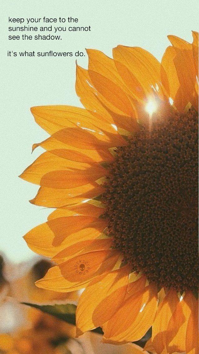 Dinda Laras On Lockscreen Sunflower Wallpaper Pretty