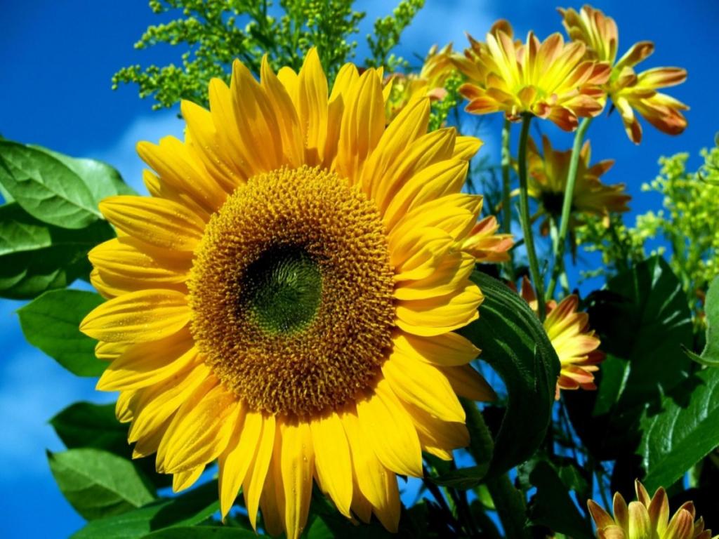 Sunflowers Wallpaper Pictures