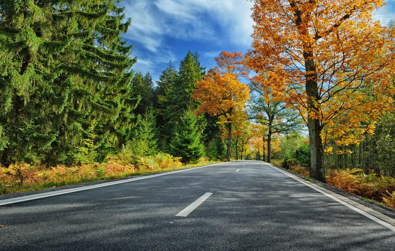 Wallpaper road autumn forest leaves trees Park colorful