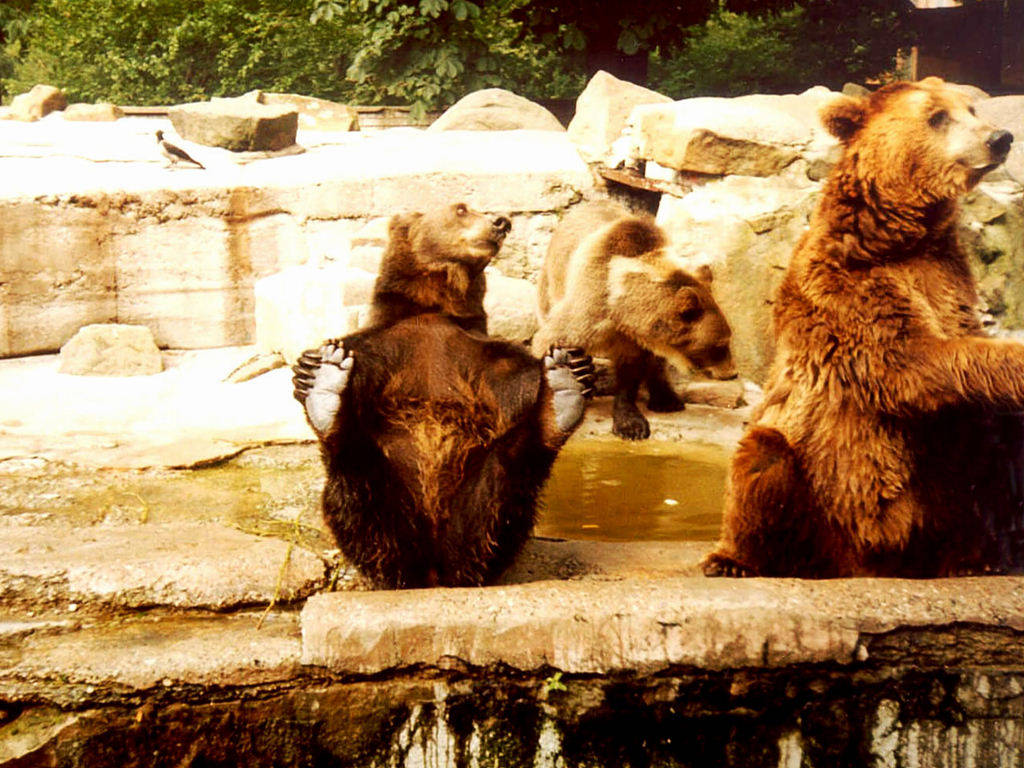 Bears Wallpaper Grizzly Background Mammals Desktops