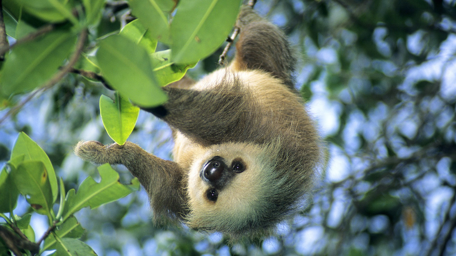 Sloth On Tree