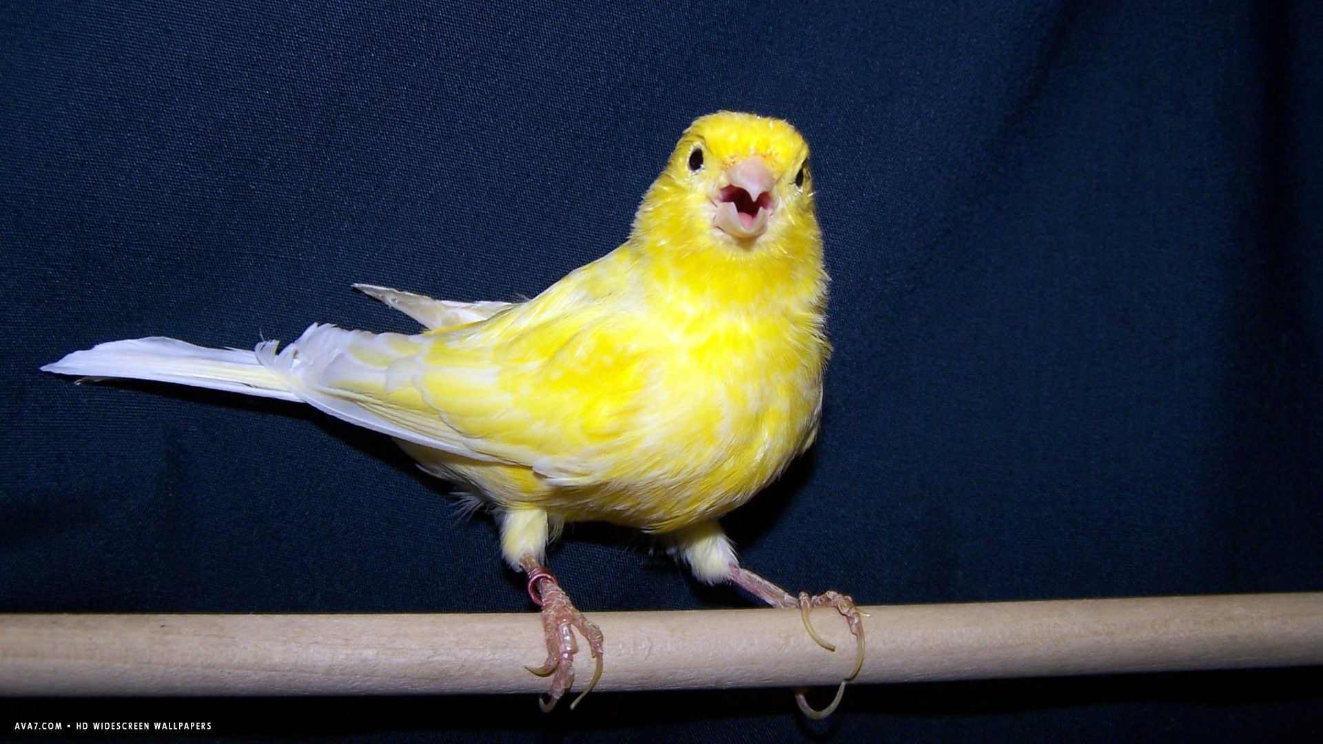 Canary Singing Yellow Bird HD Widescreen Wallpaper Birds Background