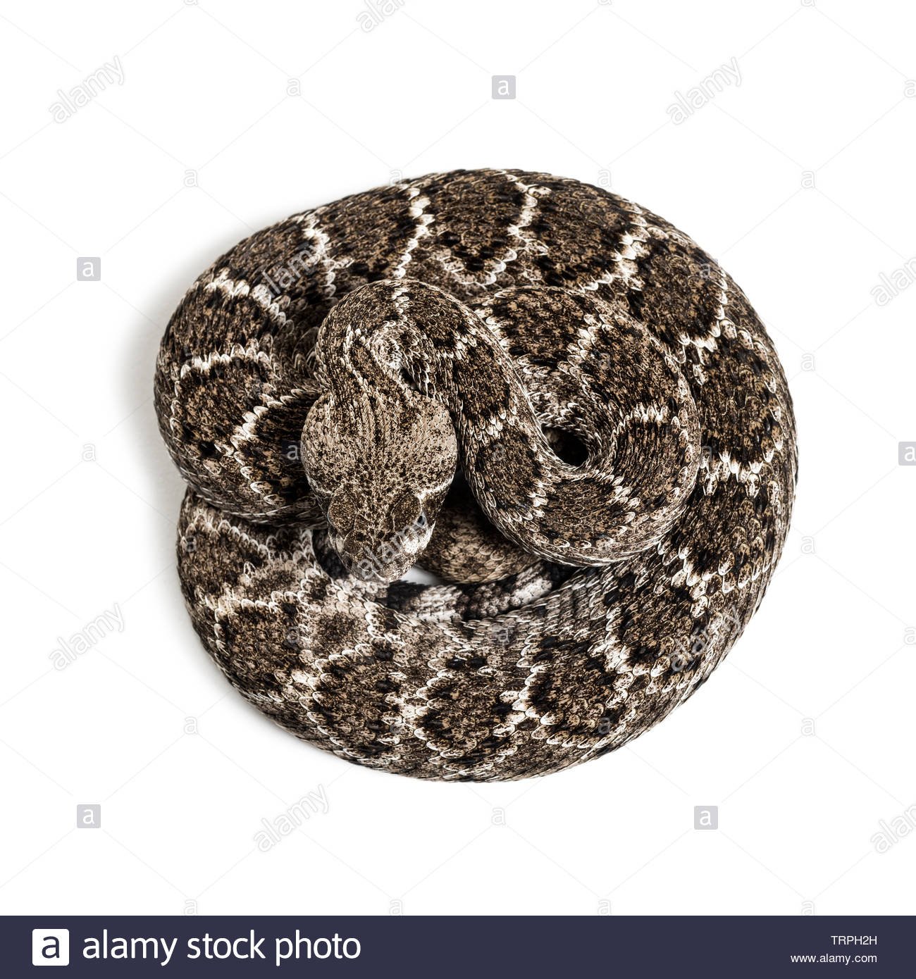 Free download Crotalus atrox western diamondback rattlesnake or Texas ...