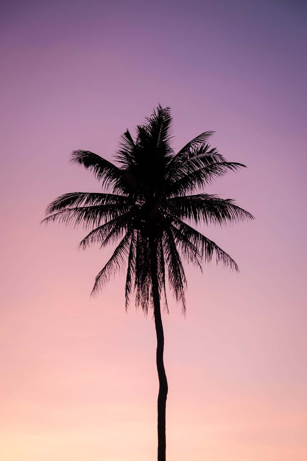 Palm Tree Photography iPhone Aesthetic Wallpaper