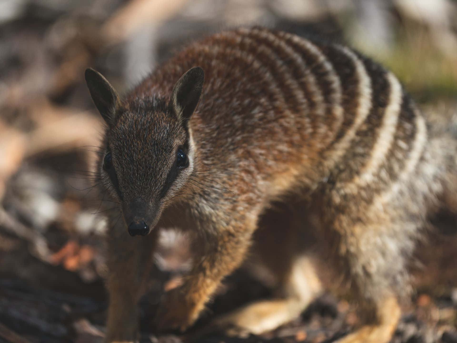A close-up view of a Numbat in its natural habitat, showcasing its distinctive striped back and alert expression