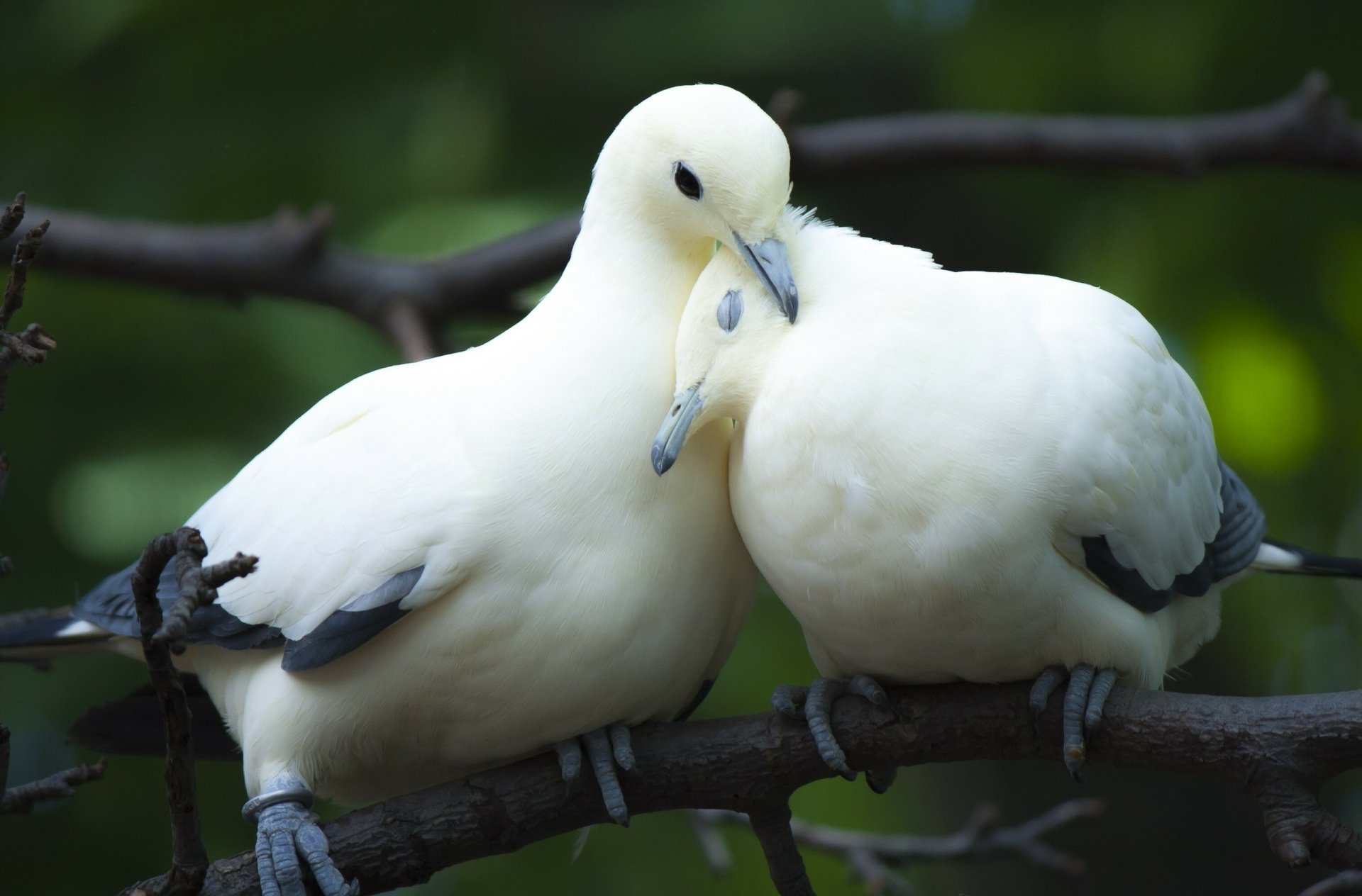 White Dove Wallpaper