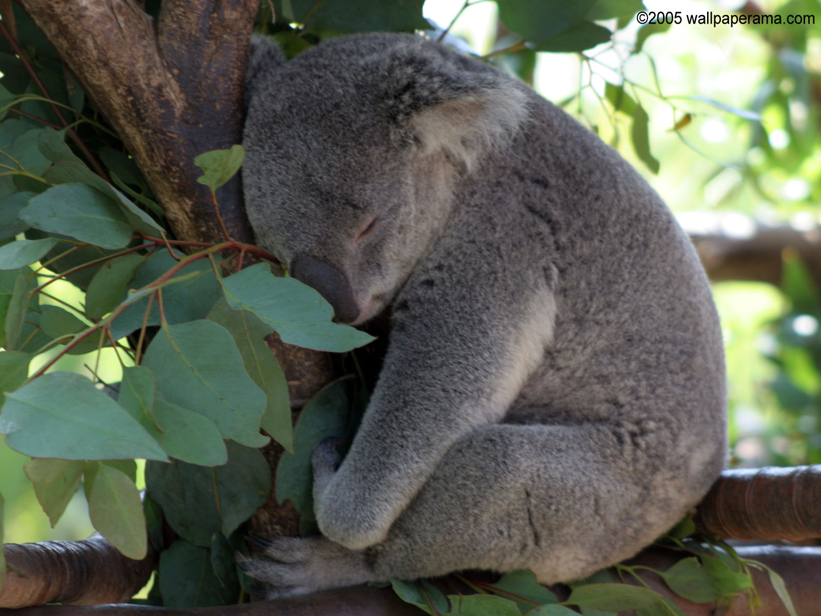 Baby Koala Bear Wallpaper HD Background Image Pictures