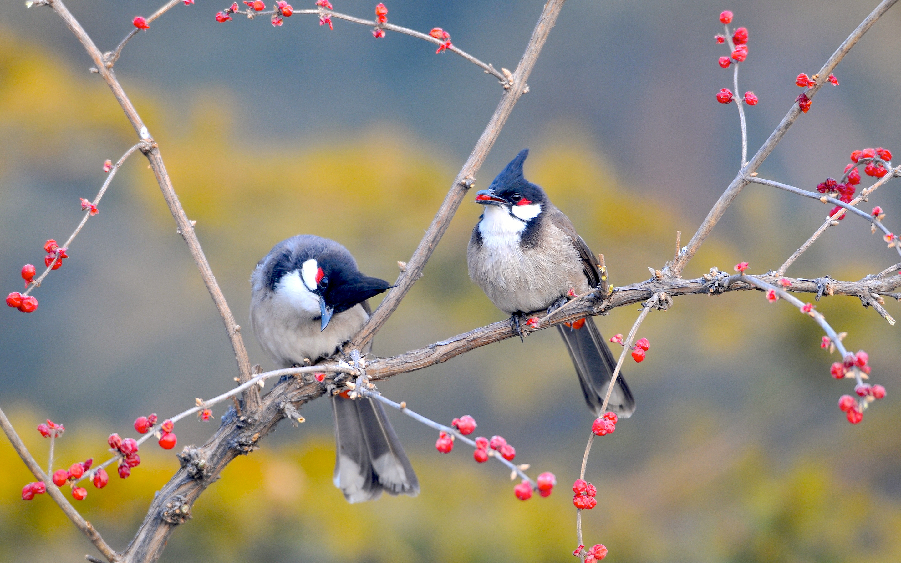 Red whiskered Bulbul Birds Wallpapers HD Wallpapers 2880x1800