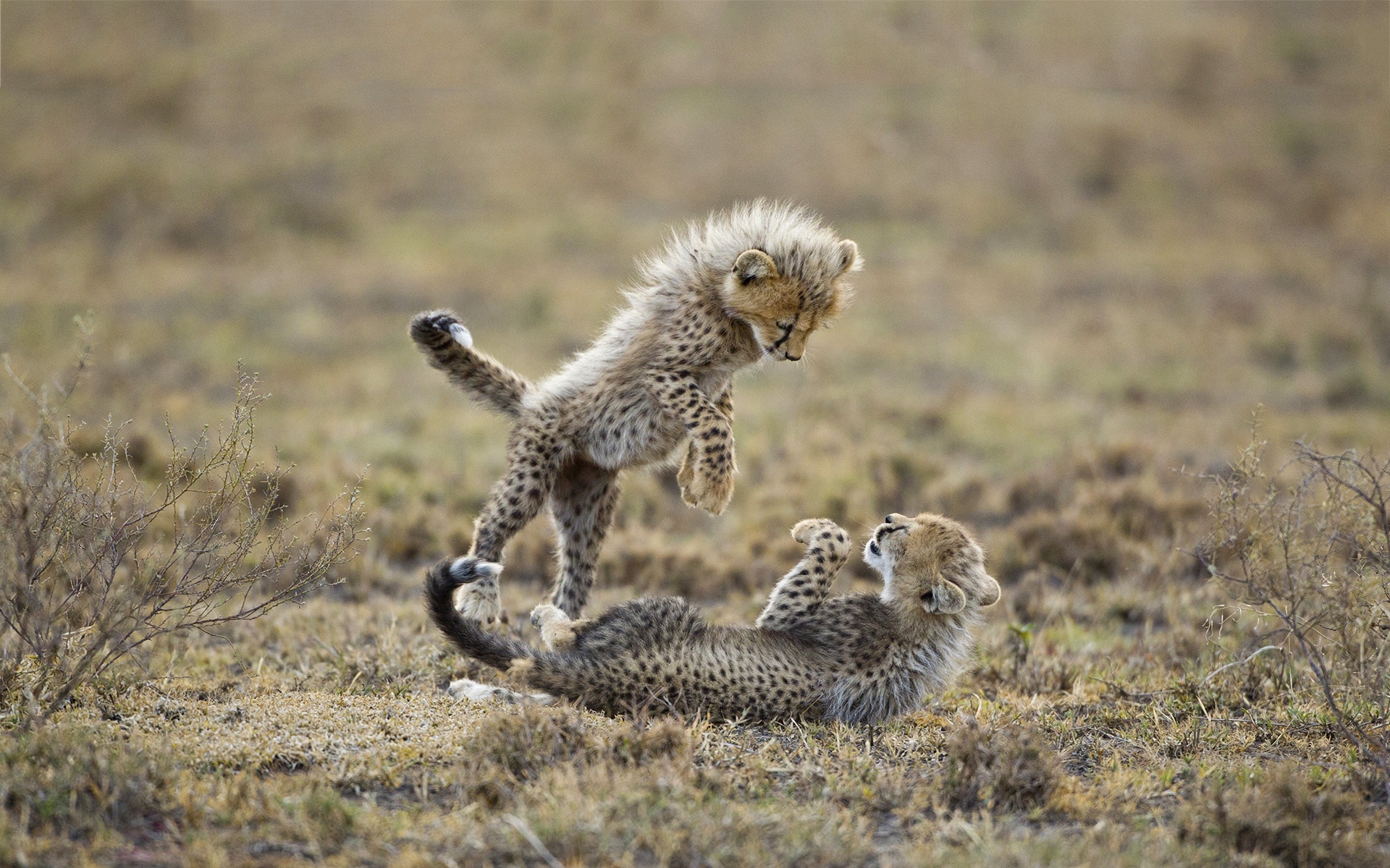 Baby Cheetah Wallpaper Animals