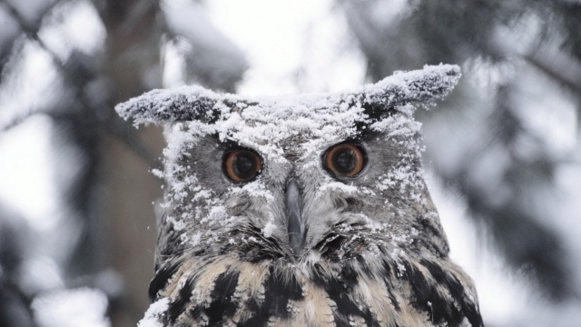 Snow Great Horned Owl High Resolution HD Wallpaper