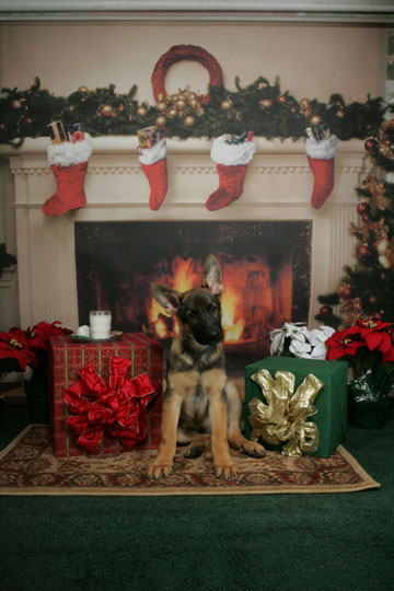Bravest German Shepherd Puppy Xena Best Christmas Shot