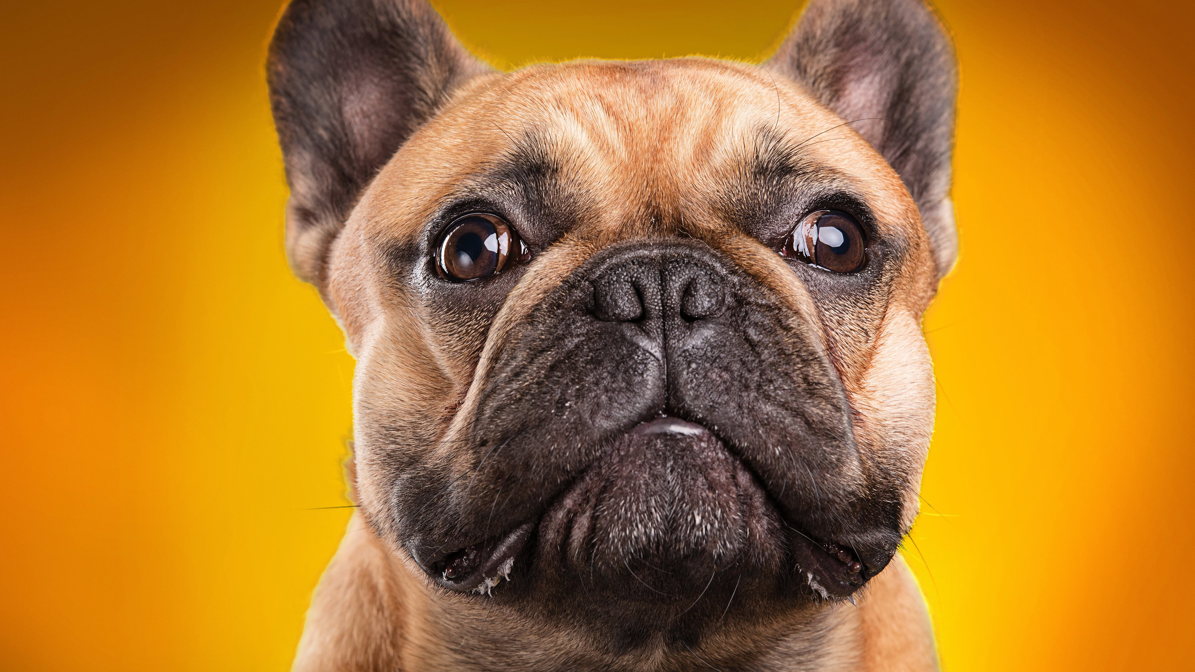 French Bulldog Wallpaper