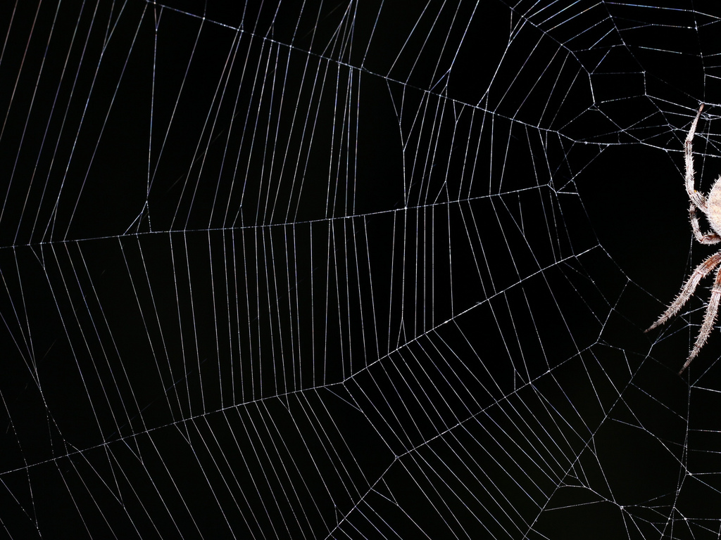 Spiderweb Background Iii I D Taken An Earlier