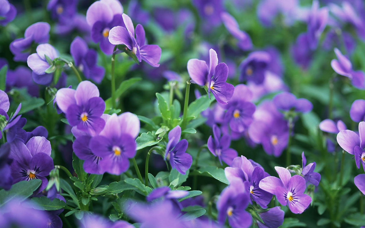 Violet HD Wallpaper Flower