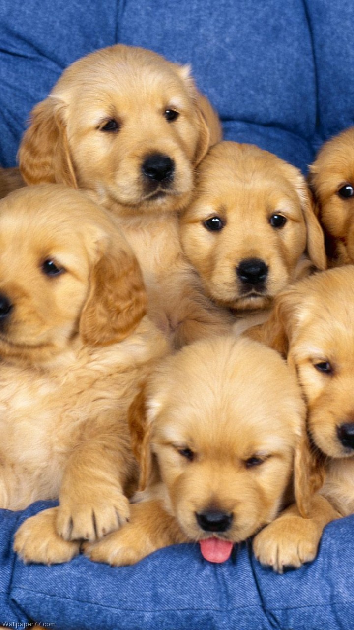 Golden Retriever Puppies Dogs Baby Jpg