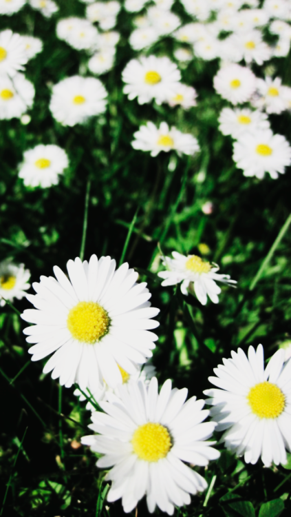 Daisy Flowers iPhone Wallpaper