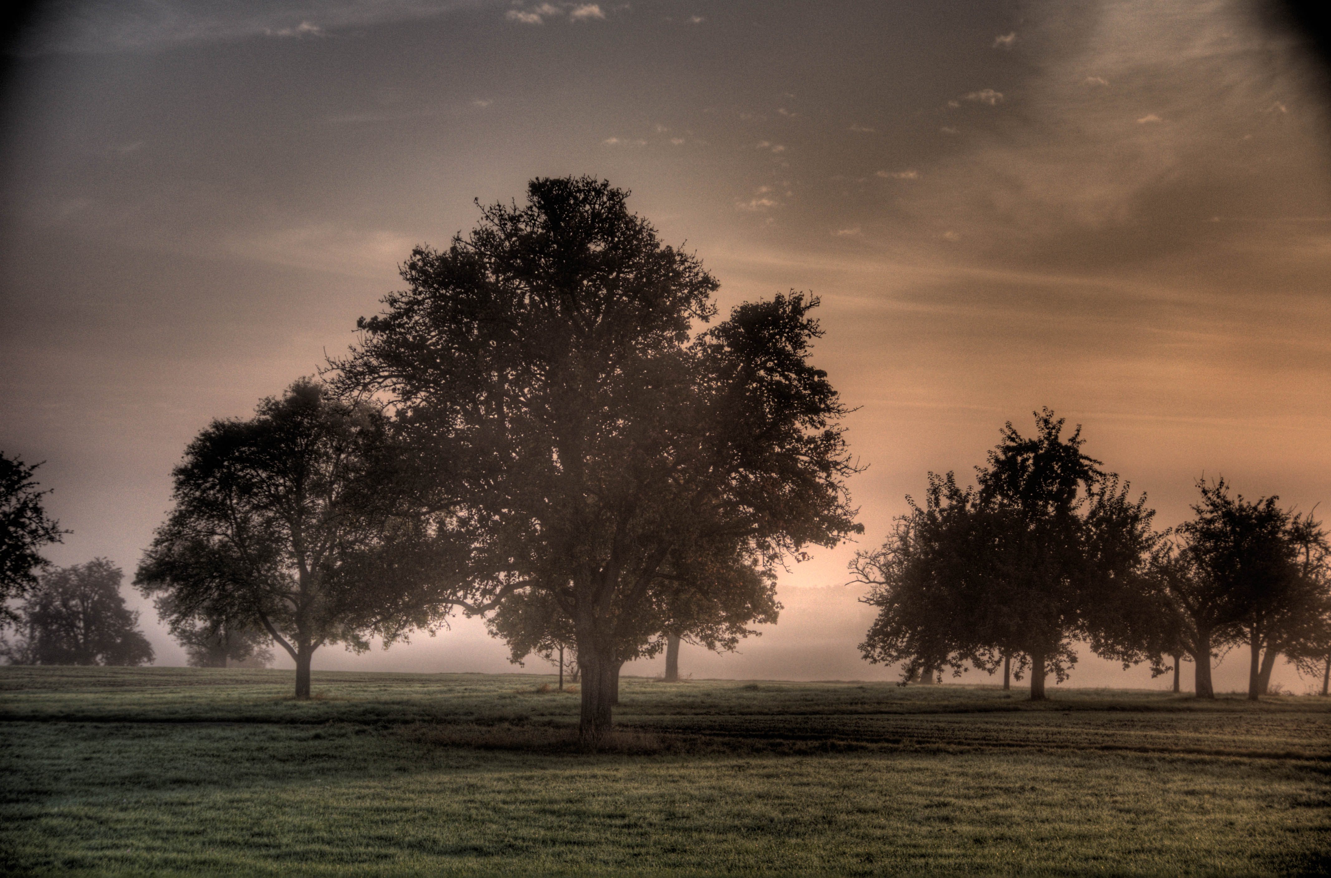 Misty Sunrise over a Serene Meadow with Silhouetted Trees in 4K