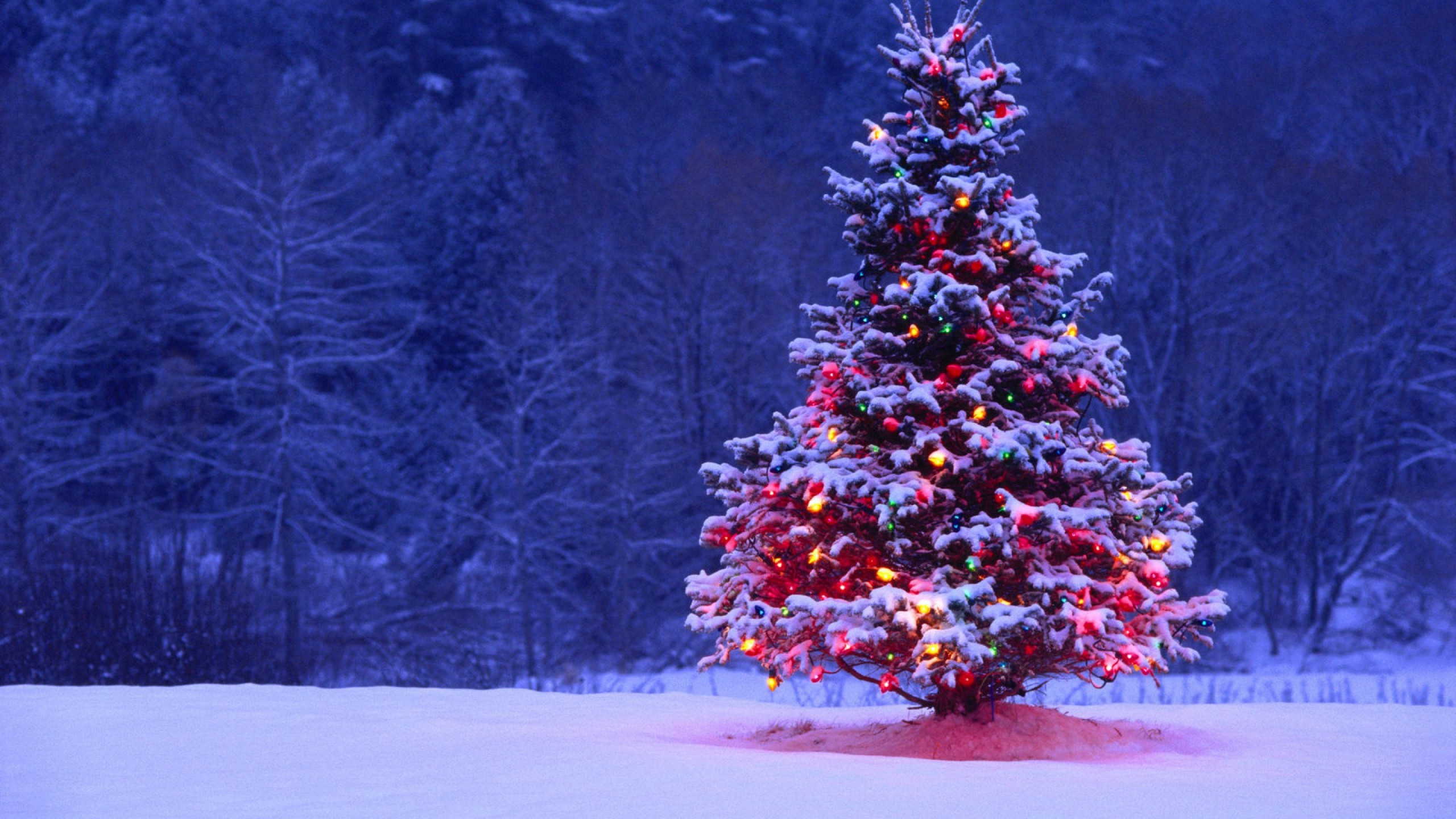 Christmas Tree Lights Snow Forest Holiday Desktop Wallpaper