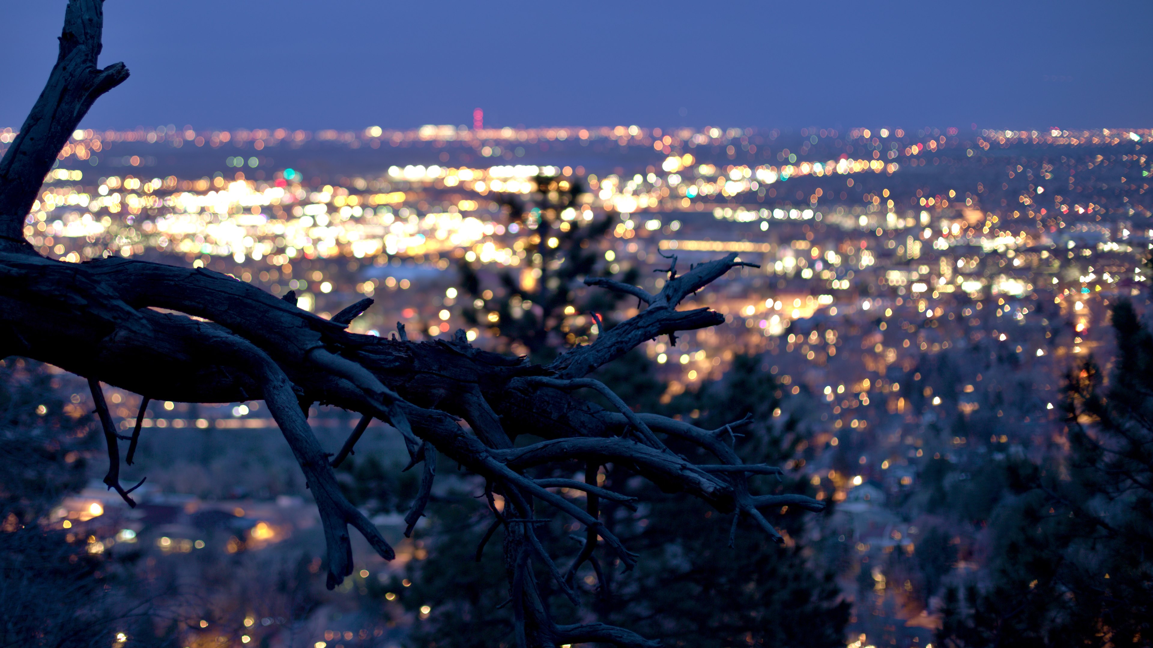 Dry tree with the city lights in background