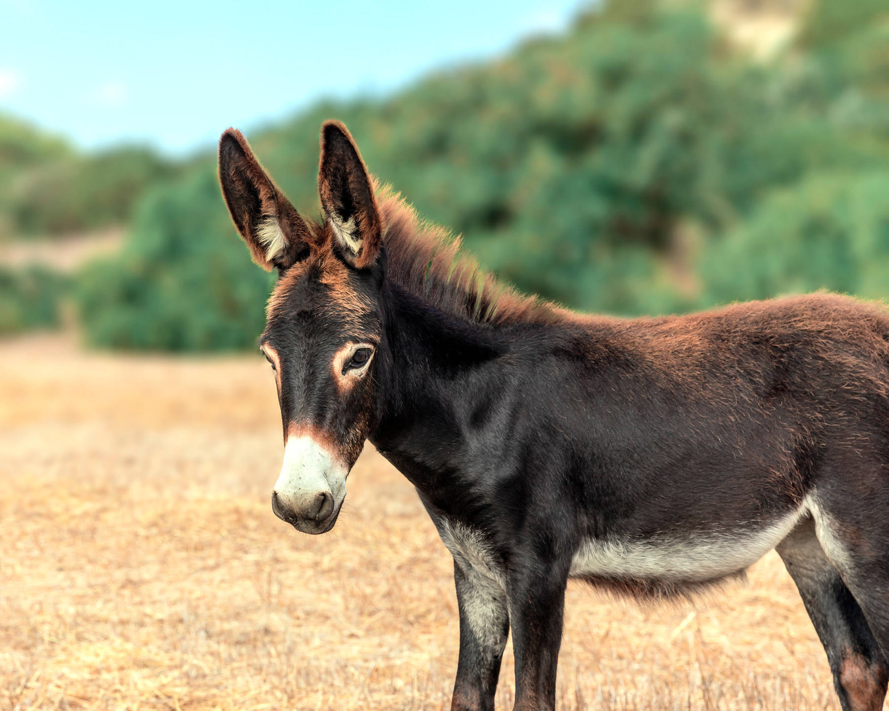 Donkey Wallpaper