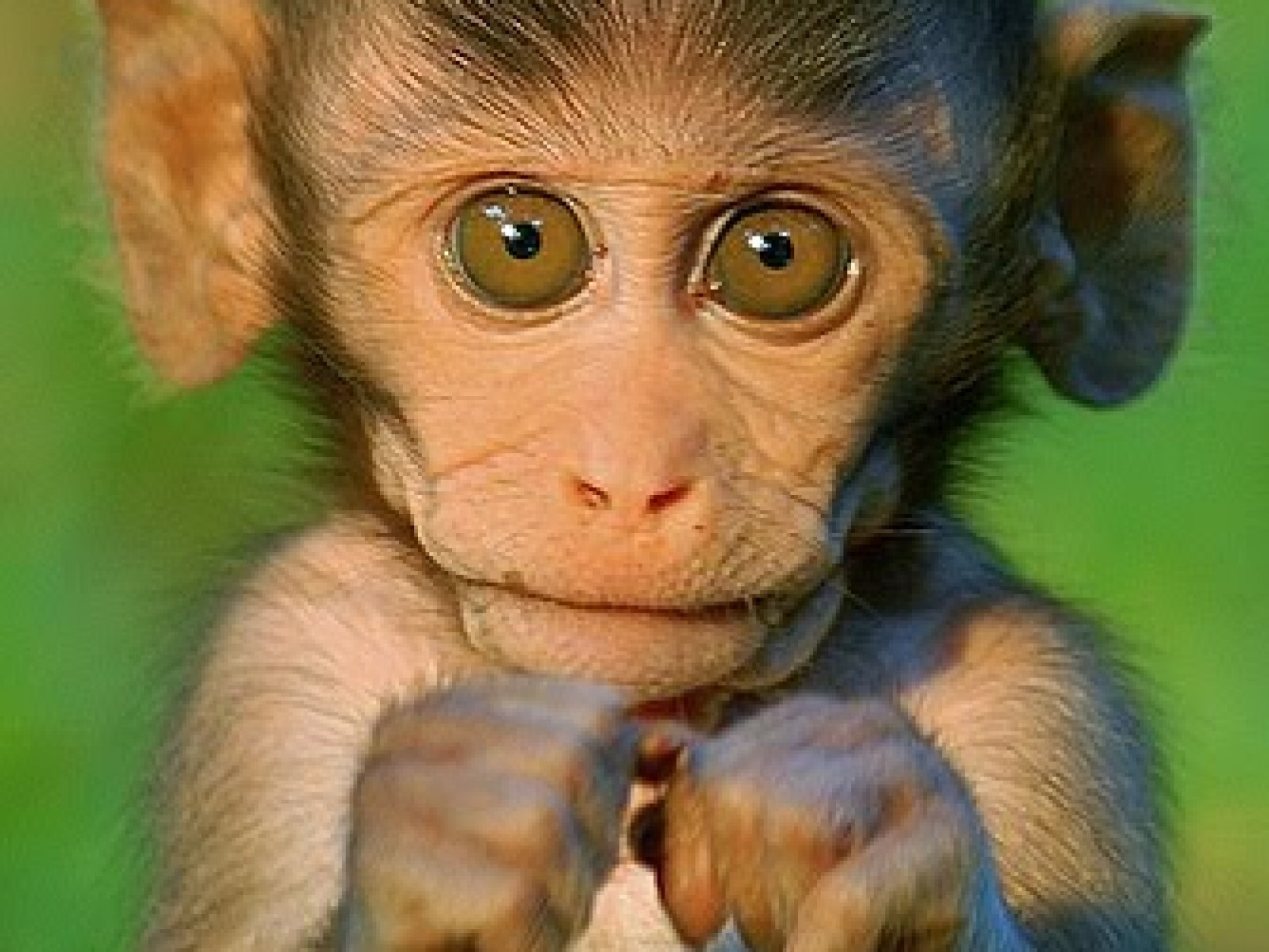 Cute Baby Monkeys Wallpaper
