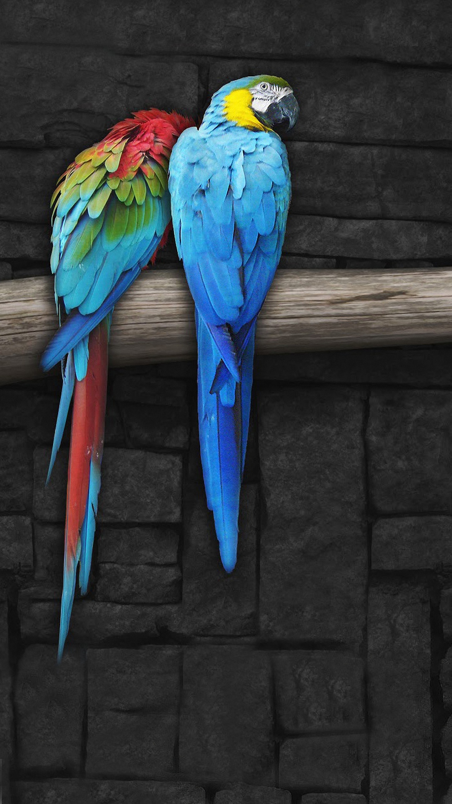 HD 1440x2560 beautiful parrots mobile phone wallpapers