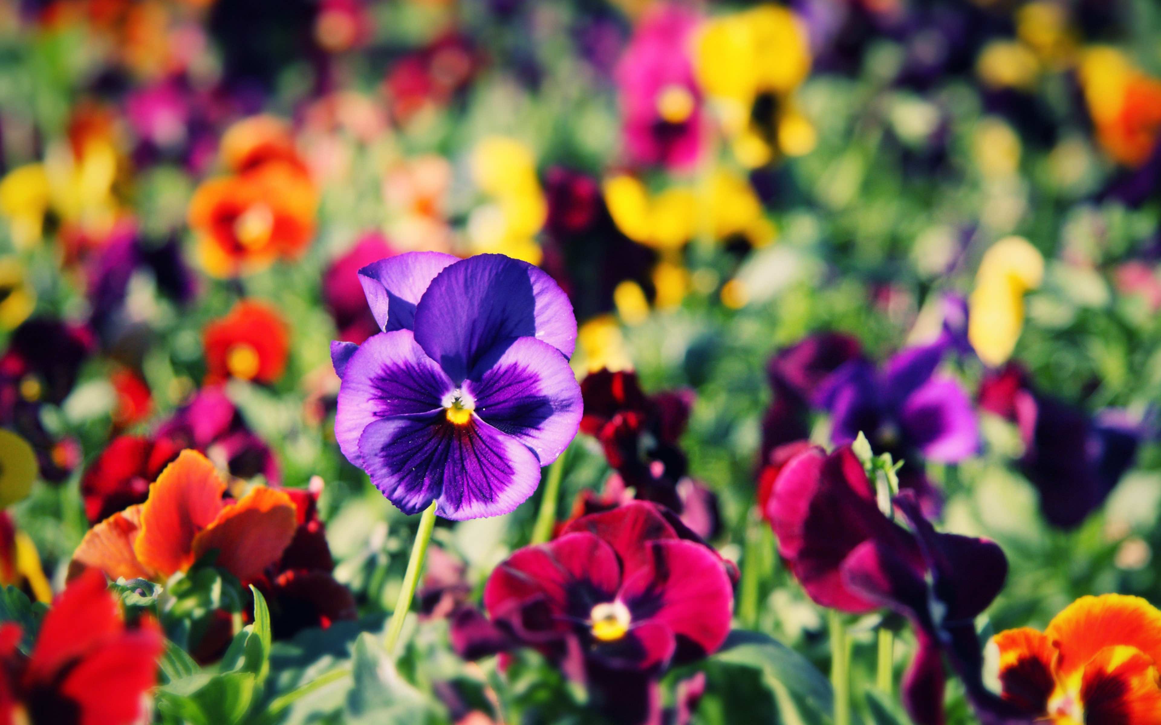 A vibrant close-up of a purple pansy flower, surrounded by a colorful field of other pansies in various hues, including red, orange, yellow, and purple. The blurred background adds depth and emphasizes the beauty of the flowers