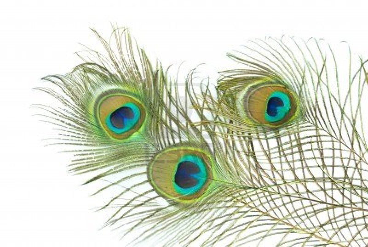 Peacock Feather Background Image Amp Pictures Becuo