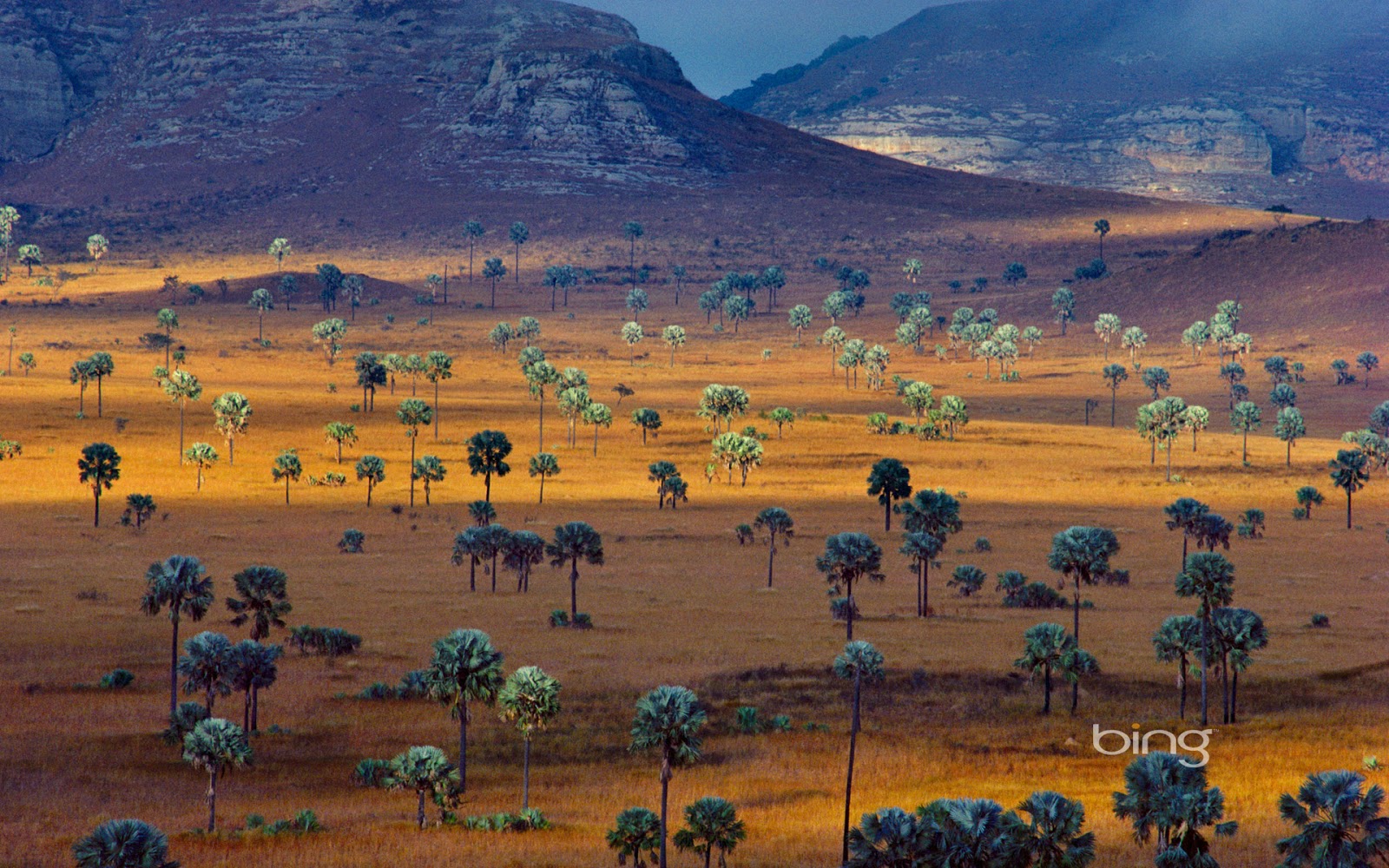 Plam Trees Growing On A Savana Madagascar Frans Lanting Corbis