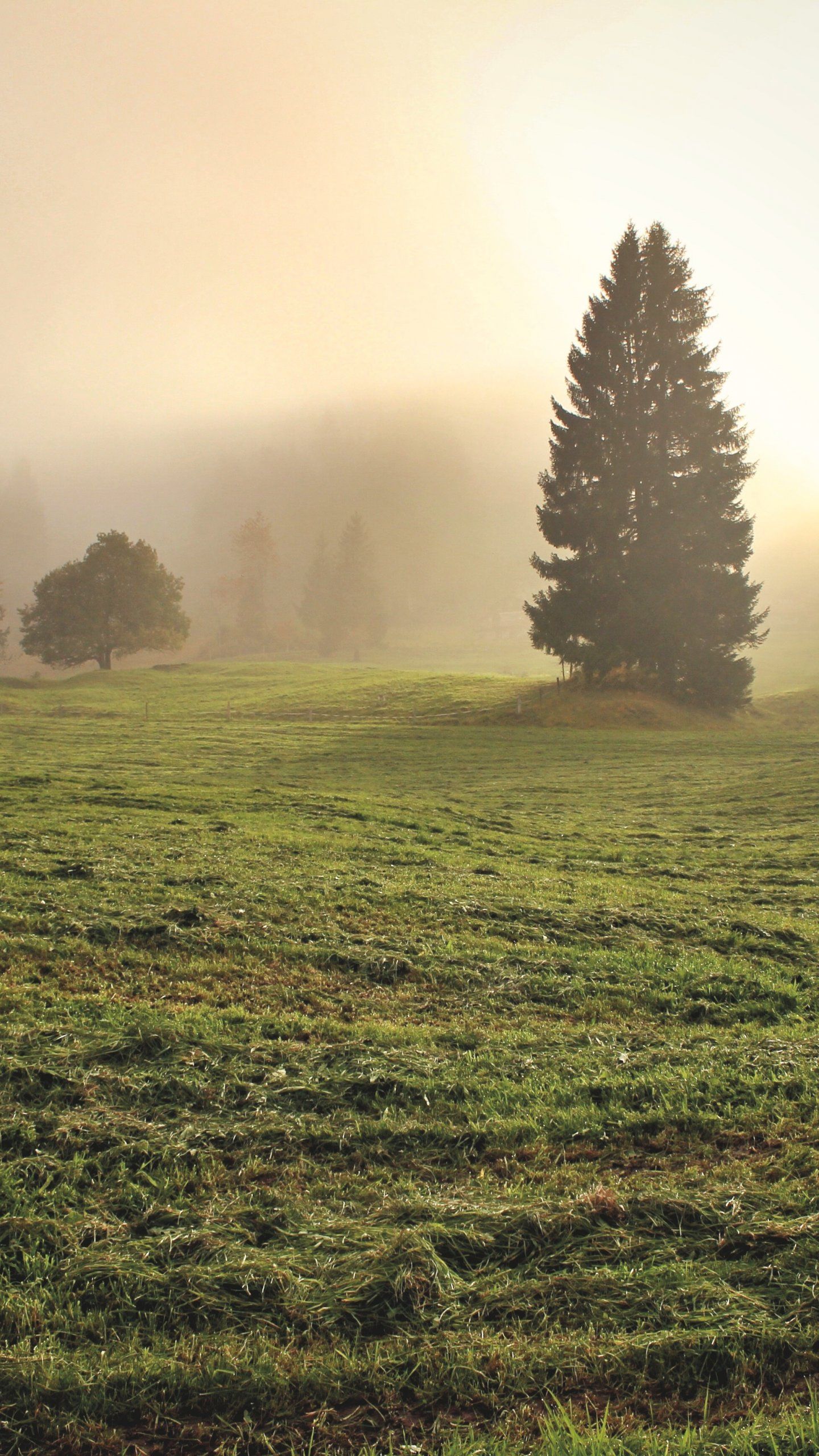 Divine Light In Meadow Wallpaper iPhone Android Desktop