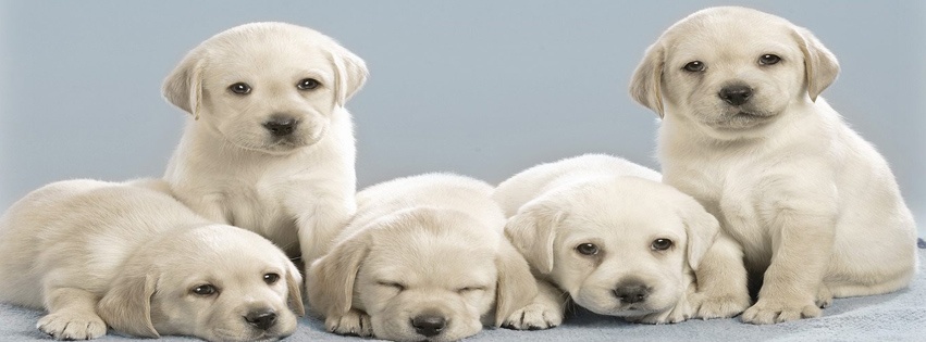 Cute Puppies Fb Cover Covers Timeline