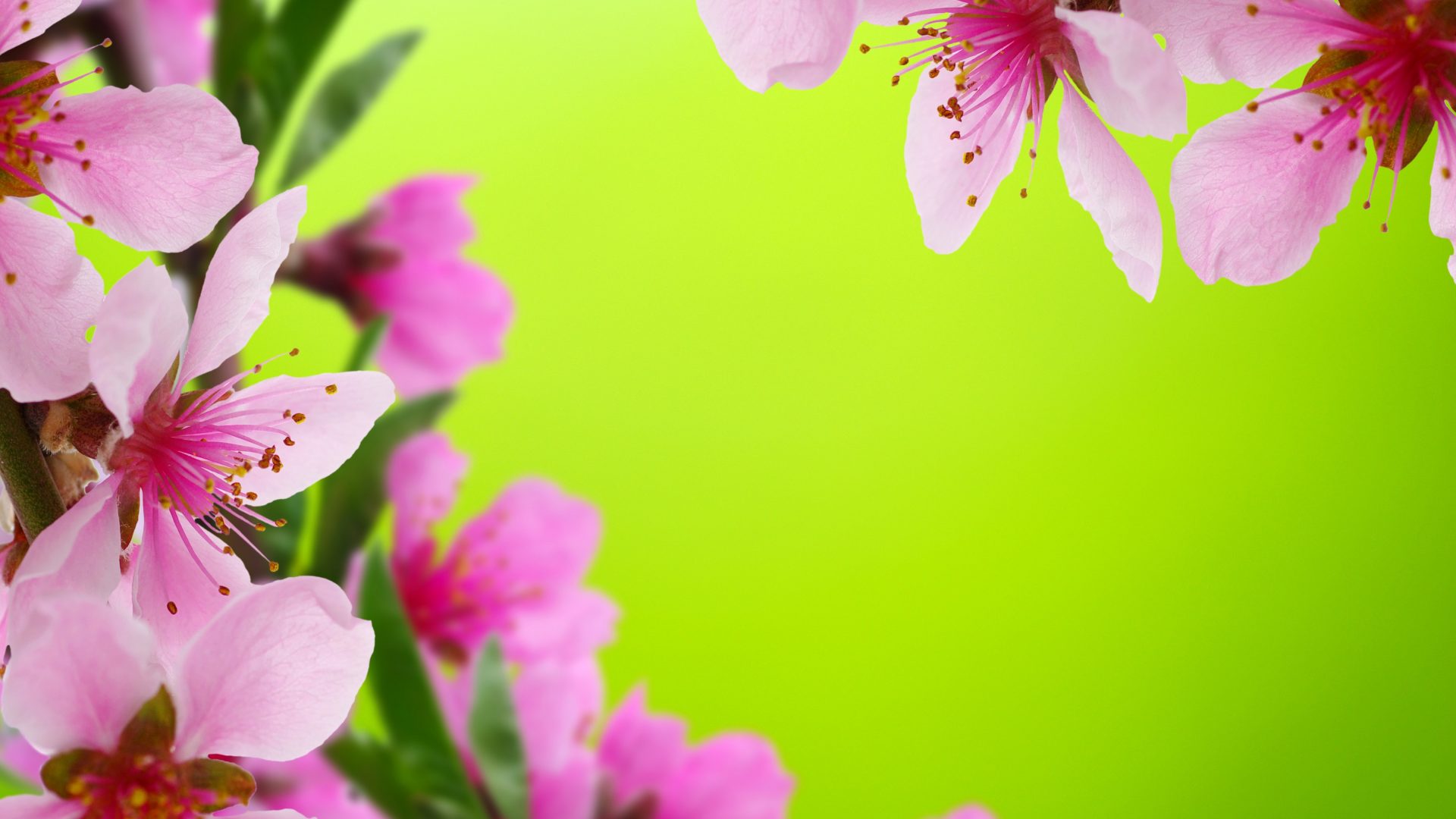 Beautiful Flower Wallpapers For Desktop Full Screen   Flowers