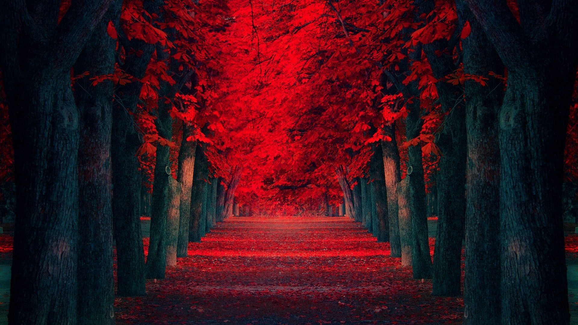 Red Trees Pathway HD Wallpaper FullHDwpp Full