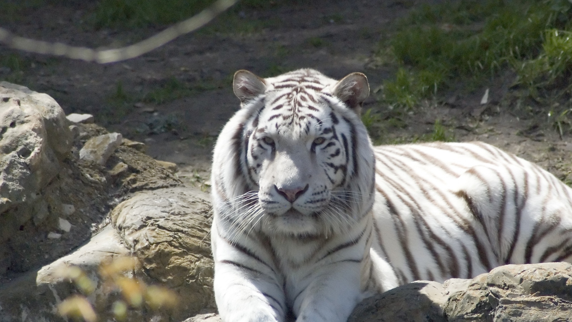 Wallpaper Tiger Albino Down Predator Full HD 1080p