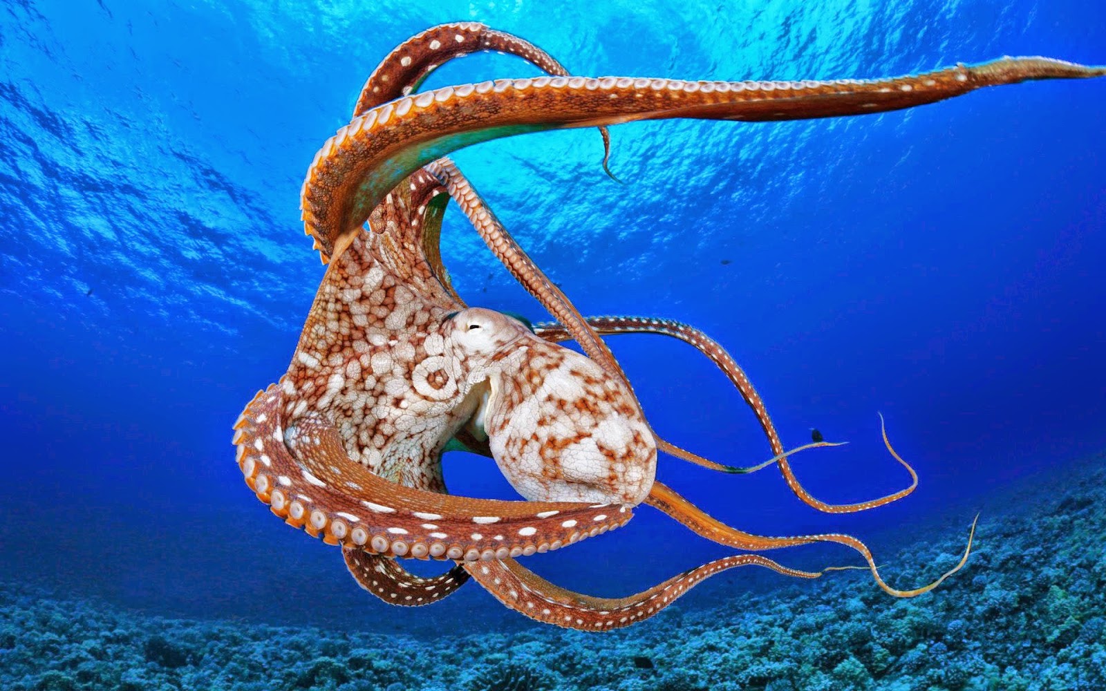 Octopus HD Wallpaper Earth