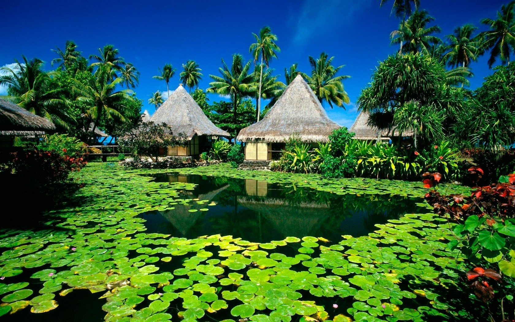 Pond Wallpaper Lily Houses
