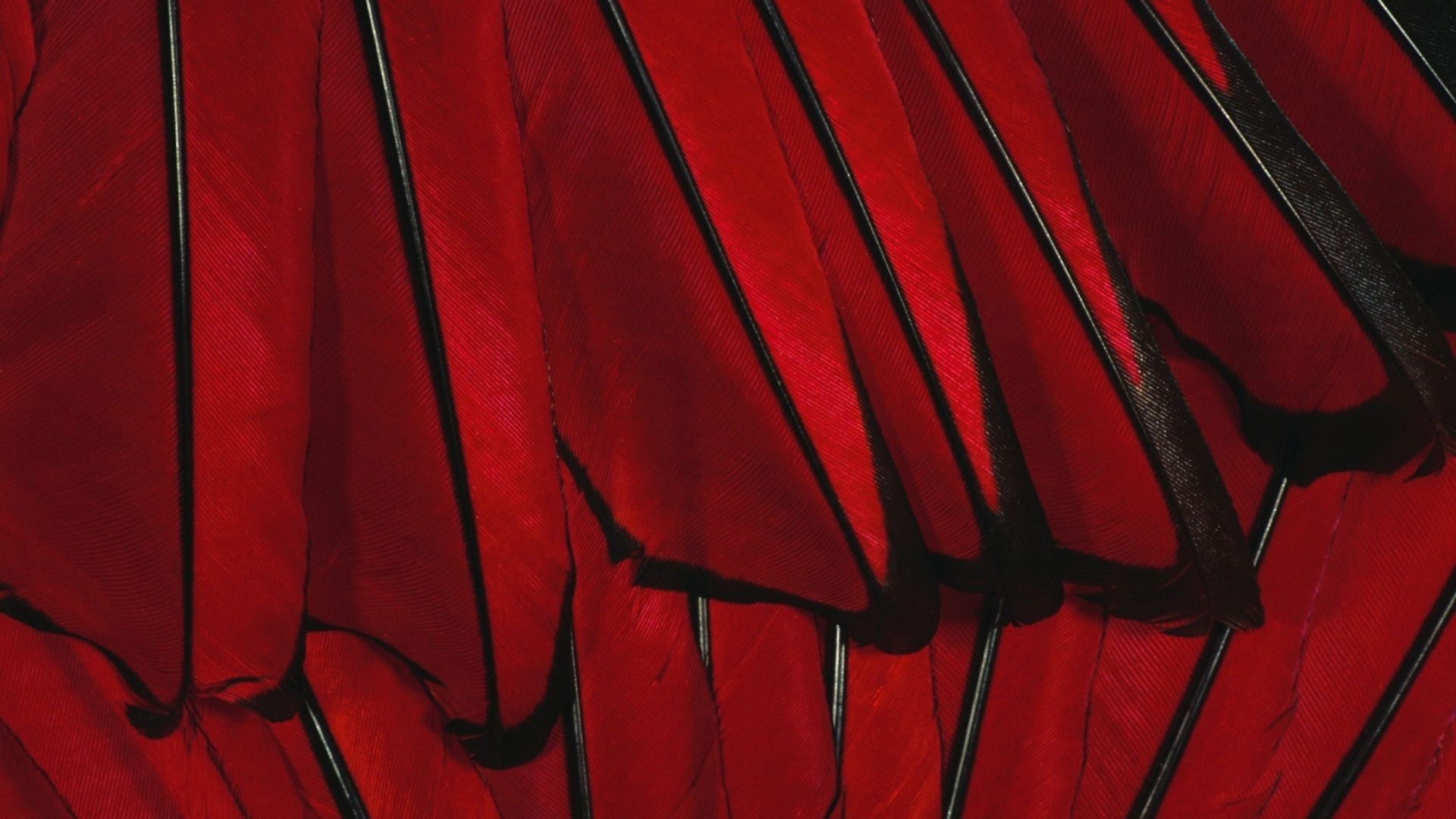 Wallpaper Black Red Flower Feather