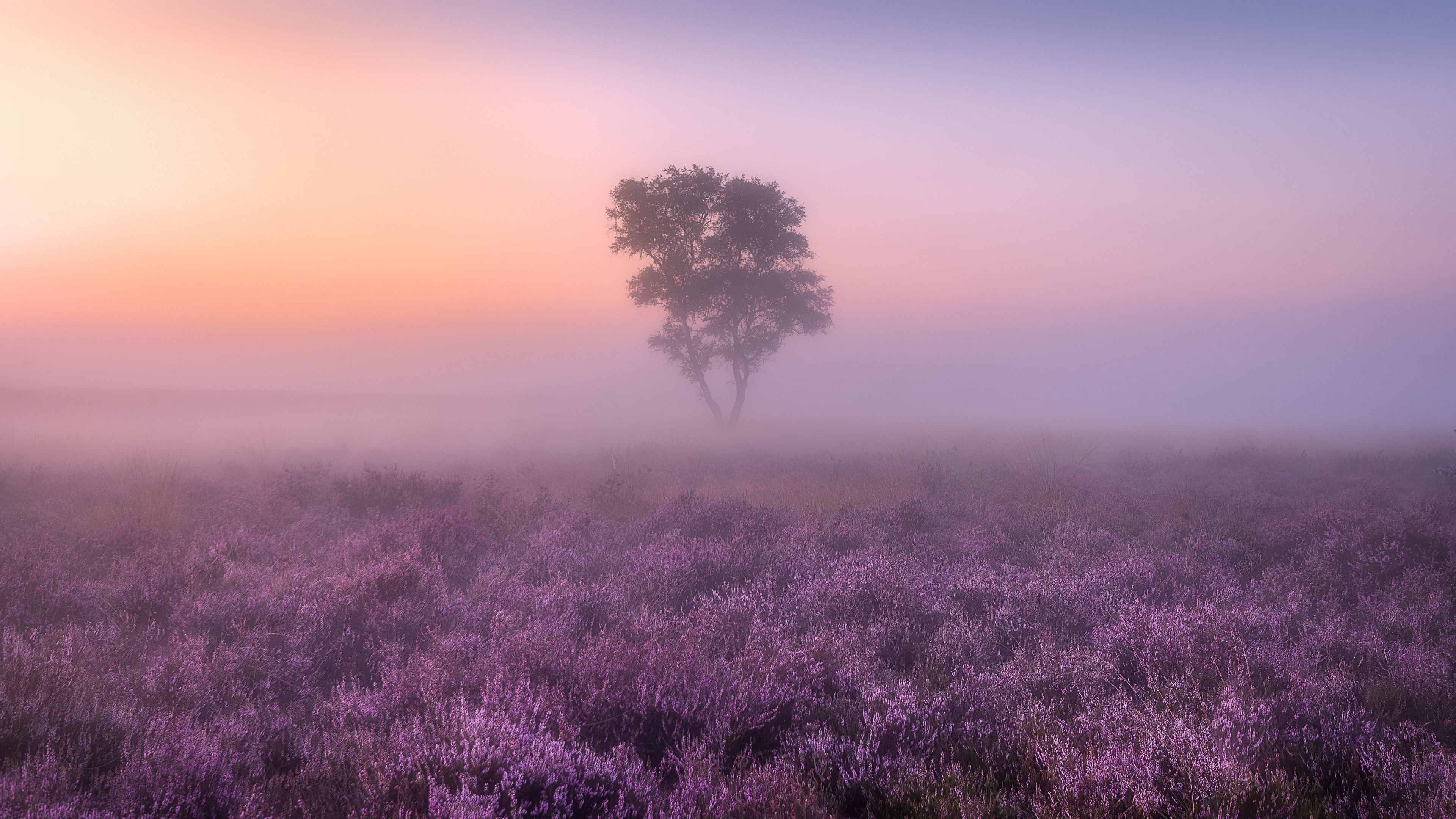 Lavender Fields Wallpaper 4k Purple Foggy Landscape Tree