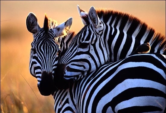 Beautiful Zebra Desktop Wallpaper Image