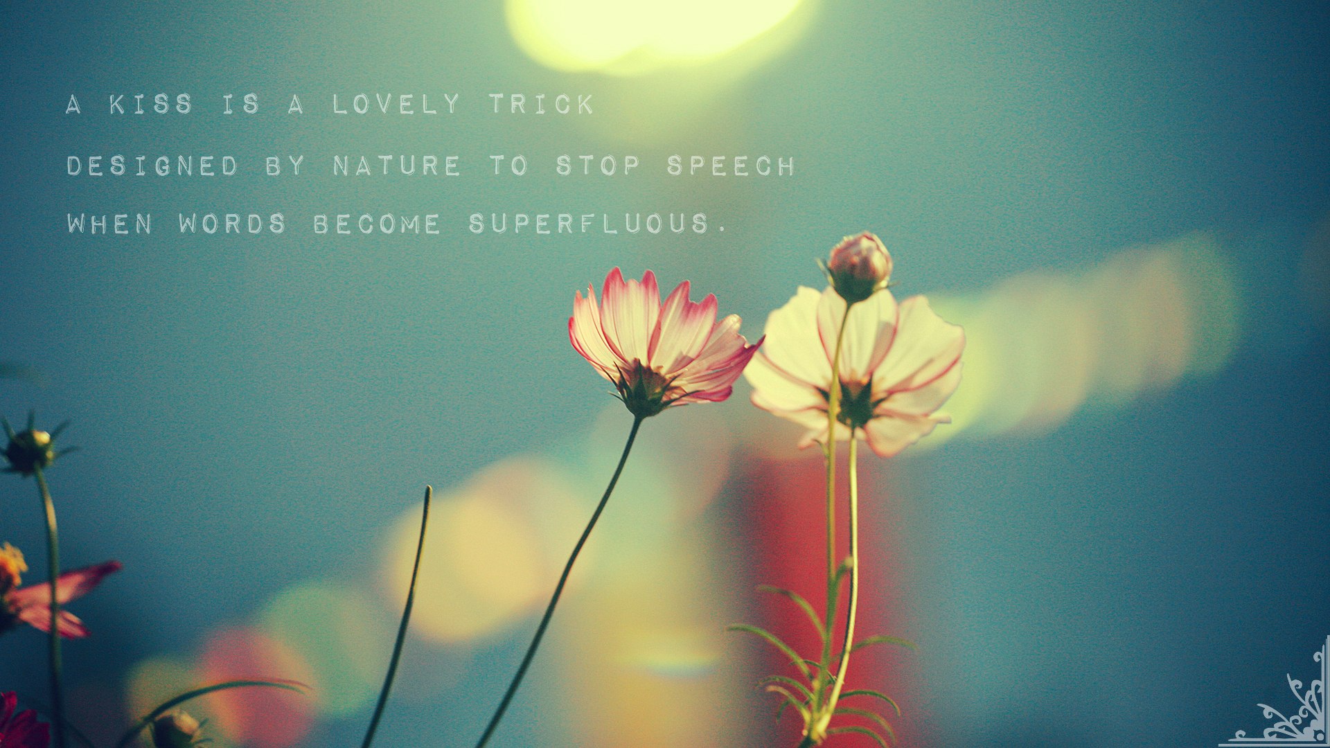 Quote about kisses on a background of cosmos flowers
