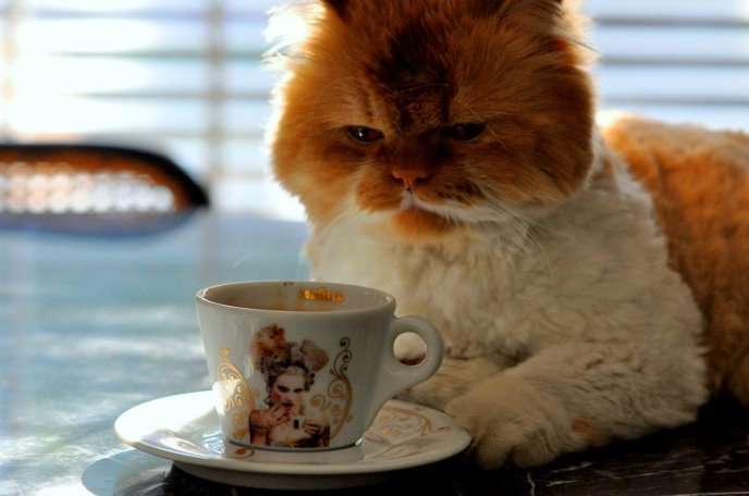Funny cat drink coffee in the morning   Free Image Download   High