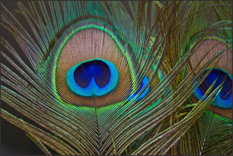 Peacock Feather Virtual University Of Pakistan